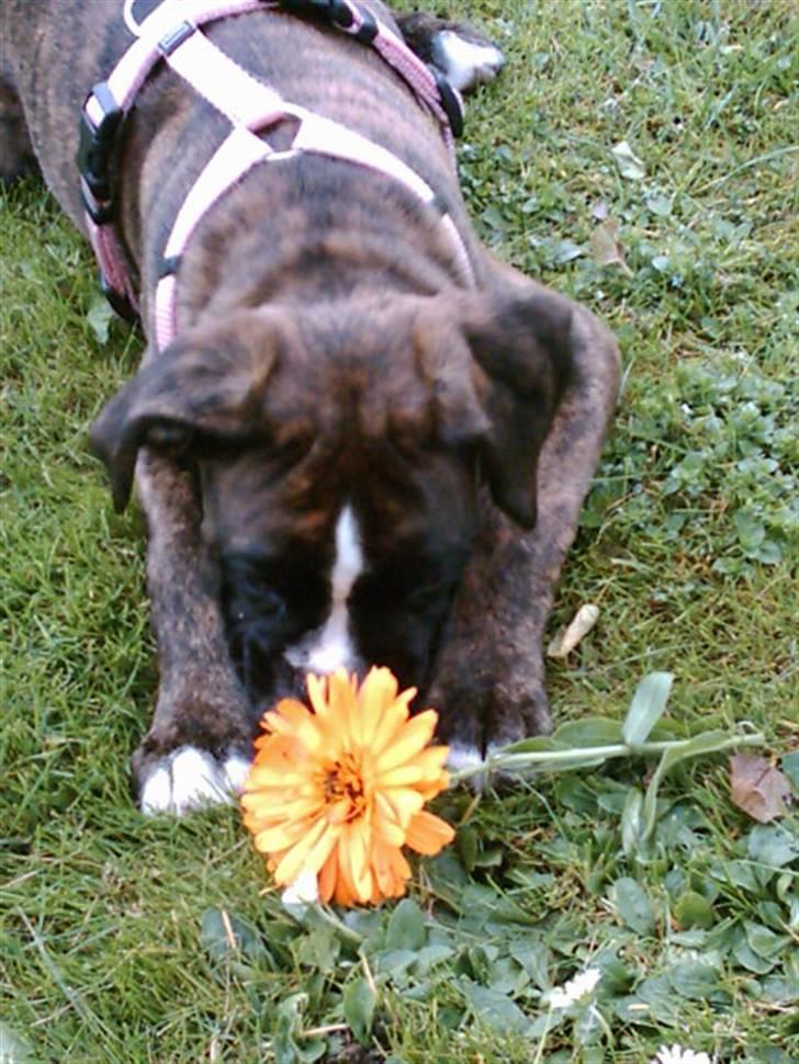 Boxer Boxon Brown Camille R.I.P billede 2