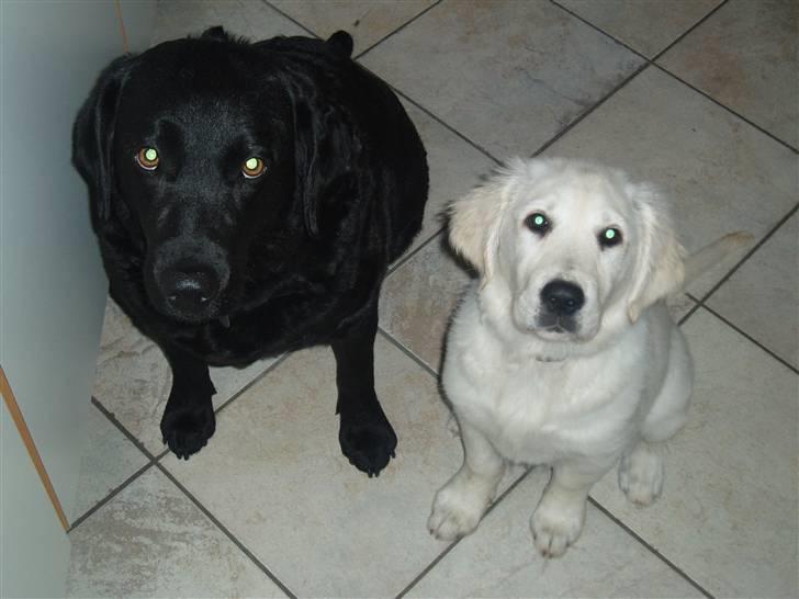 Golden retriever Kena - Mig og min bedste ven Anne billede 4