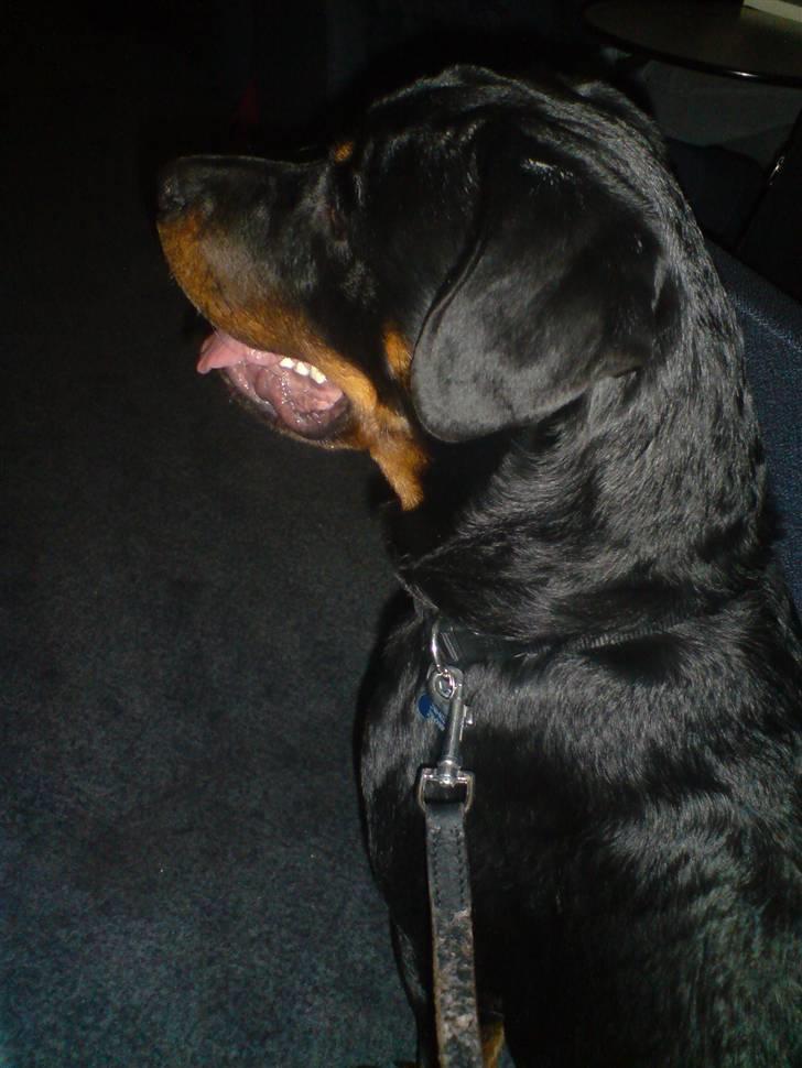 Rottweiler Sebo R.I.P billede 1