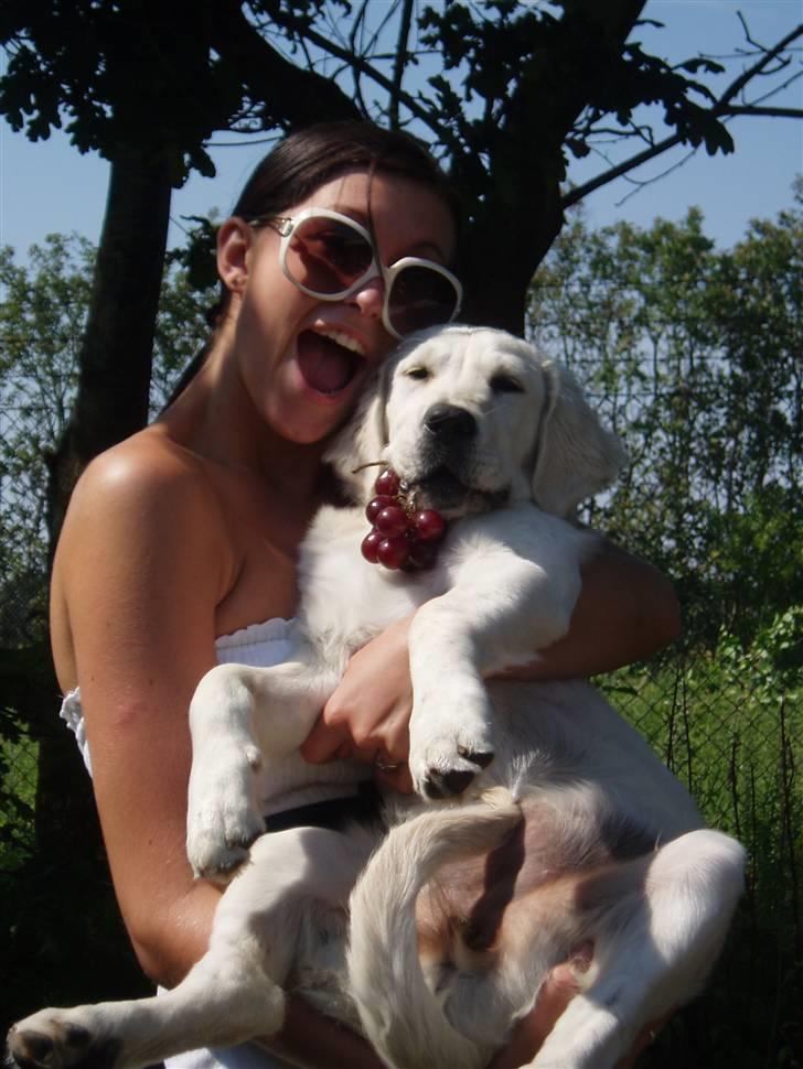 Golden retriever Kena billede 6