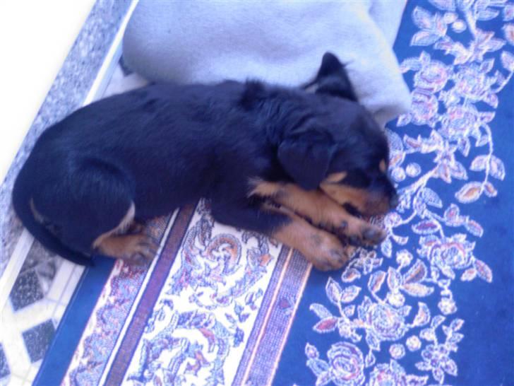 Rottweiler Sebo R.I.P billede 2