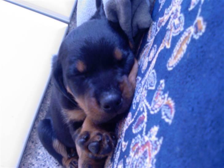 Rottweiler Sebo R.I.P billede 3