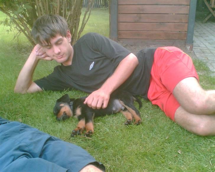 Rottweiler Sebo R.I.P billede 4