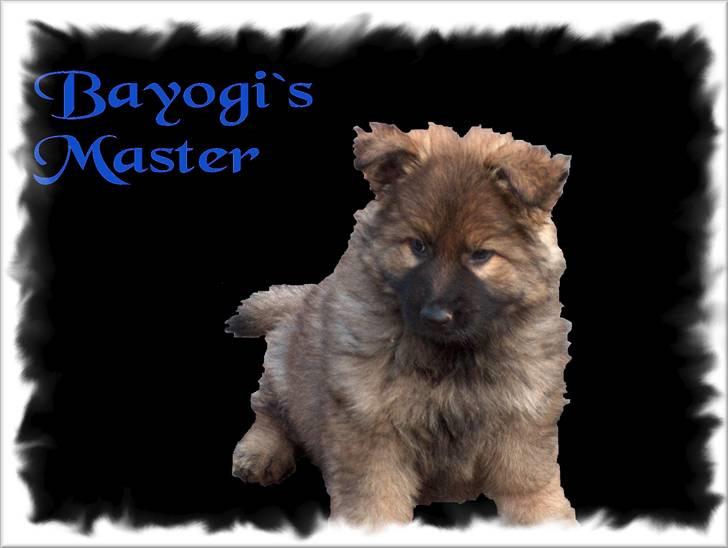 Schæferhund Bayogi´s Master billede 2