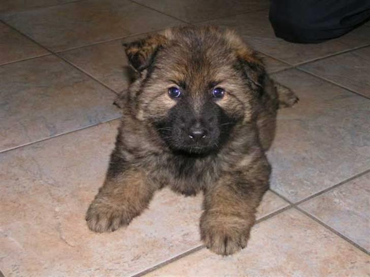 Schæferhund Bayogi´s Master - Det første billede taget af mig, det er fik mine nye "forældre til at købe mig" billede 3