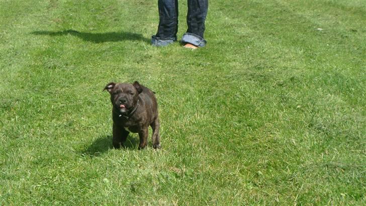 Staffordshire bull terrier Bandit (O: billede 1