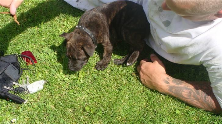 Staffordshire bull terrier Bandit (O: billede 2