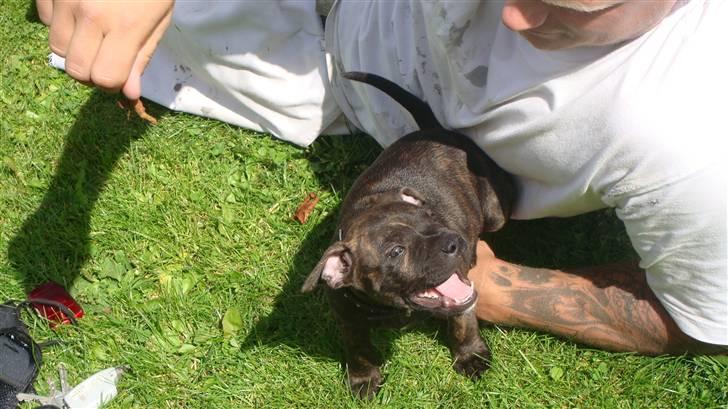 Staffordshire bull terrier Bandit (O: billede 3