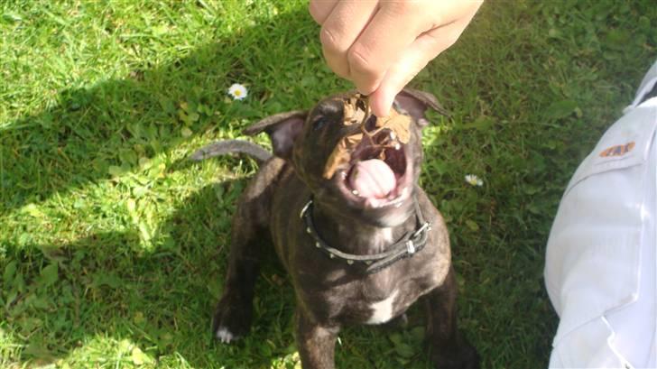 Staffordshire bull terrier Bandit (O: billede 4