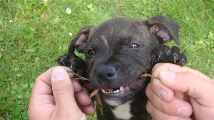 Staffordshire bull terrier Bandit (O: billede 5