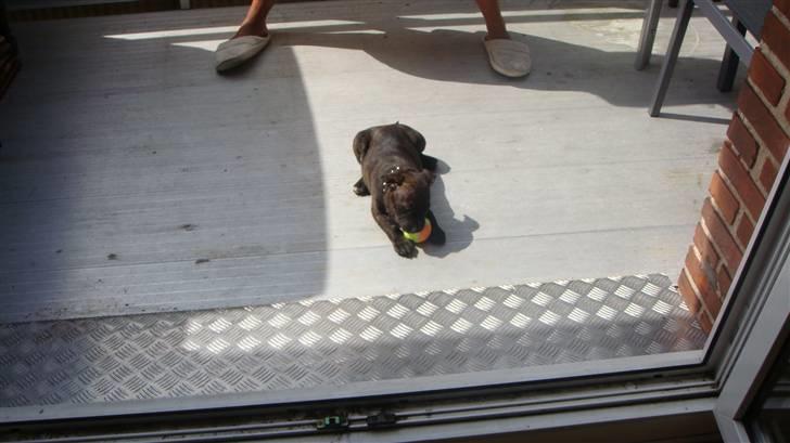 Staffordshire bull terrier Bandit (O: billede 6