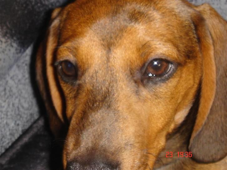 Gravhund kurt - Bissen kurt med det store ego.. tror han er en great dane... billede 8