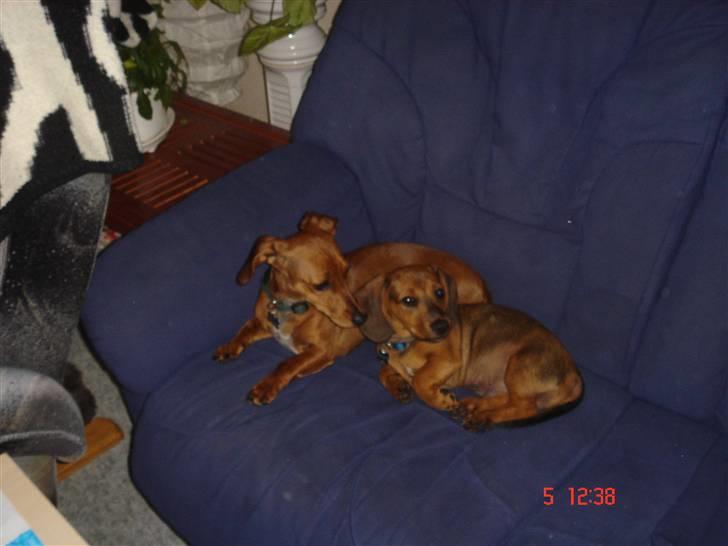 Gravhund kurt - sofahygge billede 9