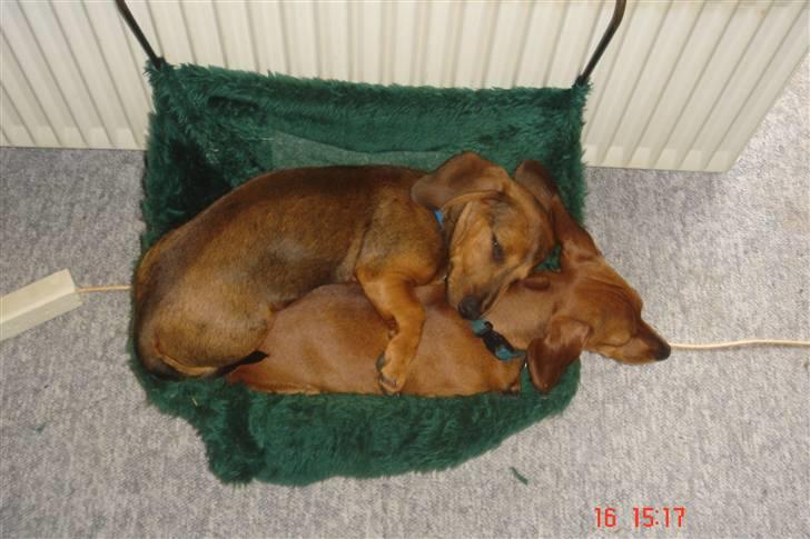 Gravhund kurt - så er det puttetid billede 10