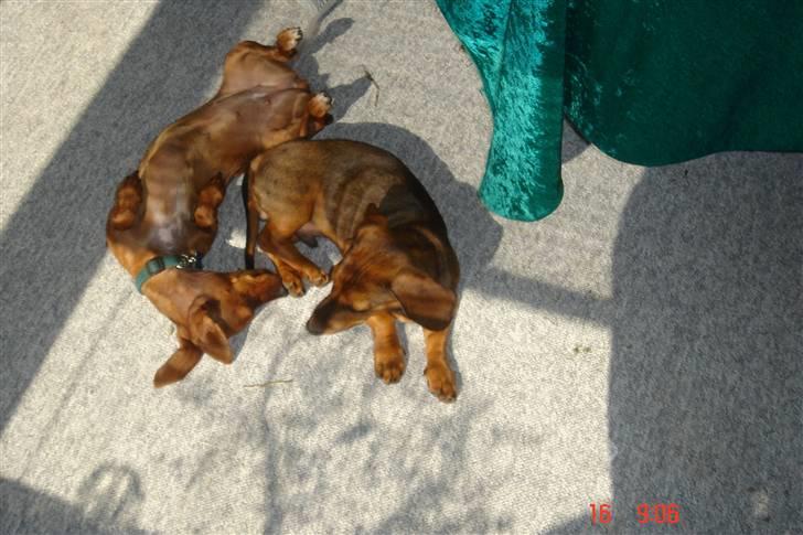 Gravhund kurt - kurt og mia leger billede 11