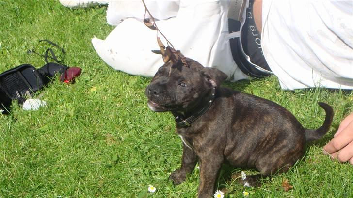 Staffordshire bull terrier Bandit (O: billede 7