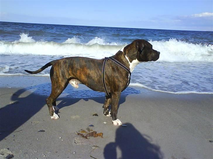 Amerikansk staffordshire terrier $ Victor $ R.I.P billede 7