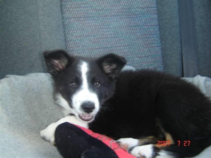 Border collie Collin - Collin på en biltur nordpå billede 1