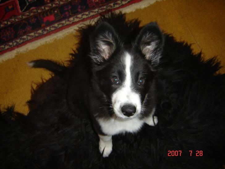 Border collie Collin - Collin sidder pænt for fotografen på et sort Bjørneskinstæppe billede 2