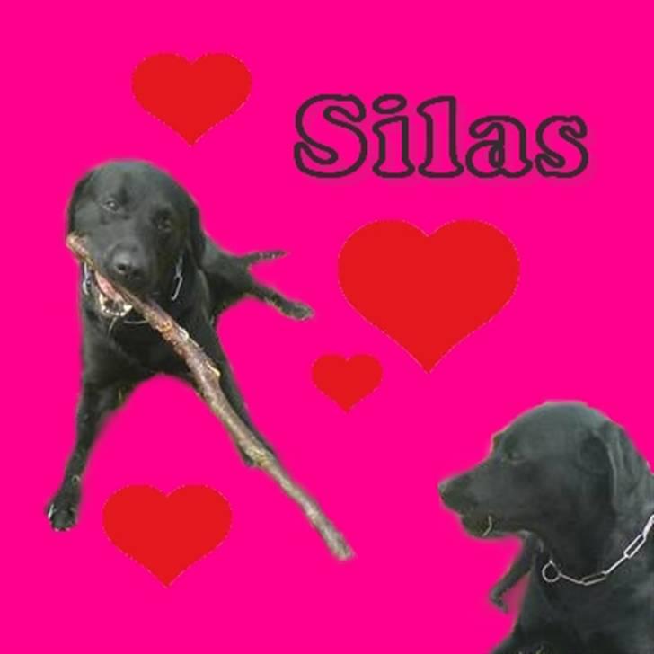 Labrador retriever Silas billede 11