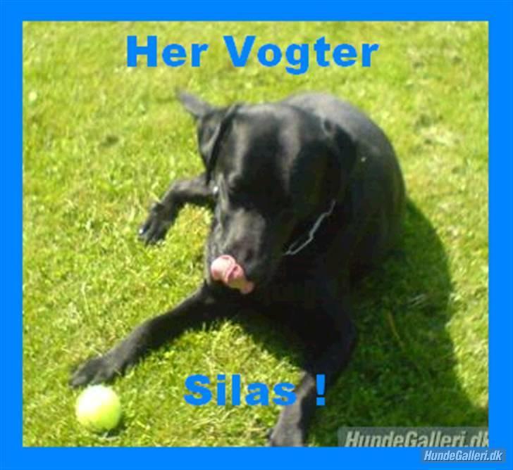 Labrador retriever Silas billede 12