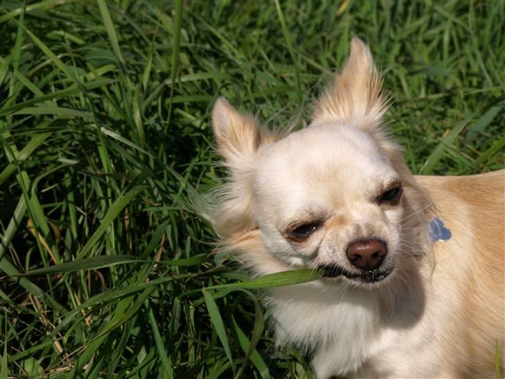 Chihuahua Micki aka Mimi - Uhmmm græs smager godt.. billede 34