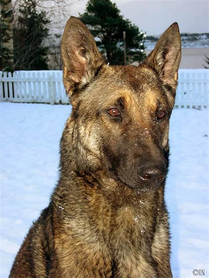 Malinois Ruby River´s Attila - attila stor i snøen bilde av hodet billede 1