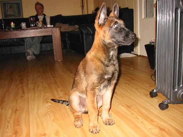 Malinois Ruby River´s Attila - Attila som valp billede 2