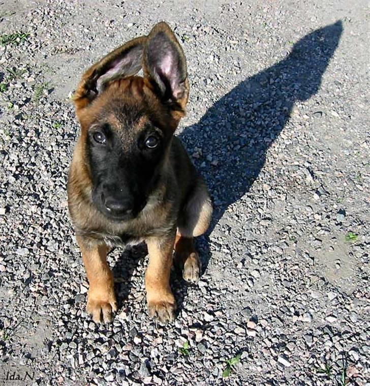 Malinois Ruby River´s Attila - Attila ute billede 3