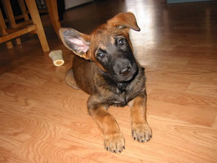 Malinois Ruby River´s Attila - Attila på kjøkkenet som valp billede 4