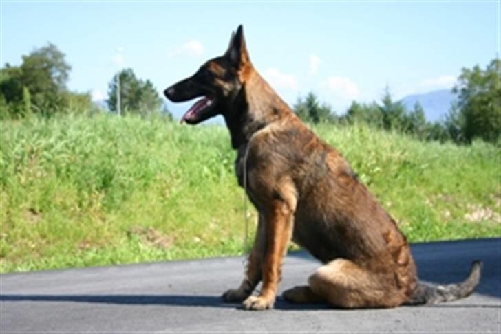 Malinois Ruby River´s Attila - Attila ute, litt større billede 5