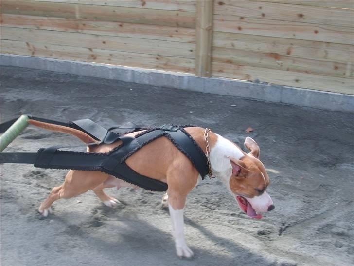 Amerikansk staffordshire terrier Keltie billede 13