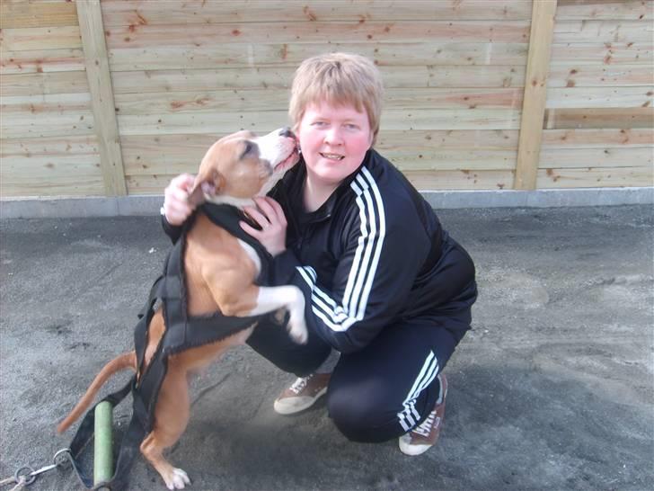 Amerikansk staffordshire terrier Keltie billede 14