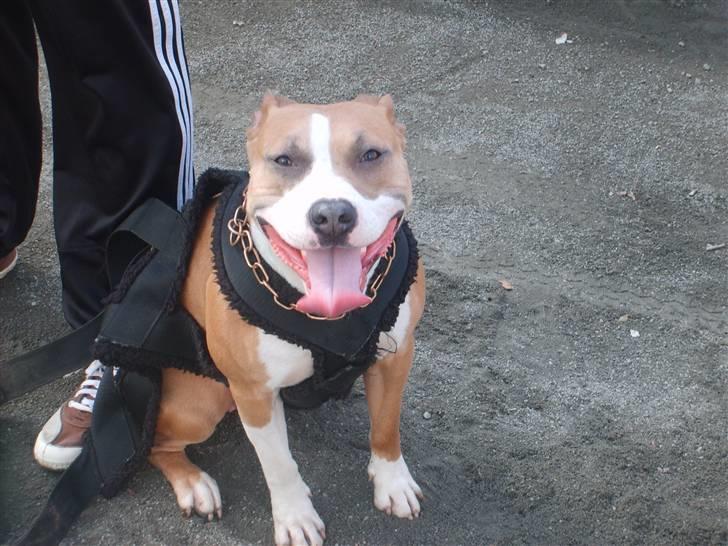 Amerikansk staffordshire terrier Keltie billede 15