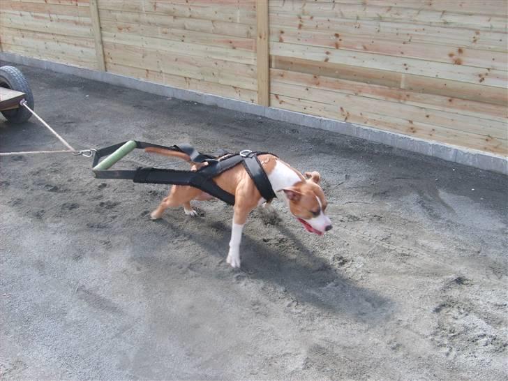 Amerikansk staffordshire terrier Keltie billede 16