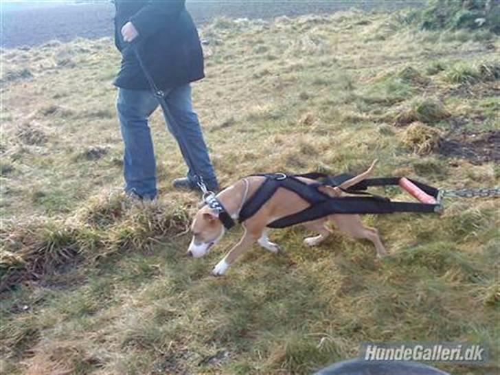 Amerikansk staffordshire terrier Keltie billede 17