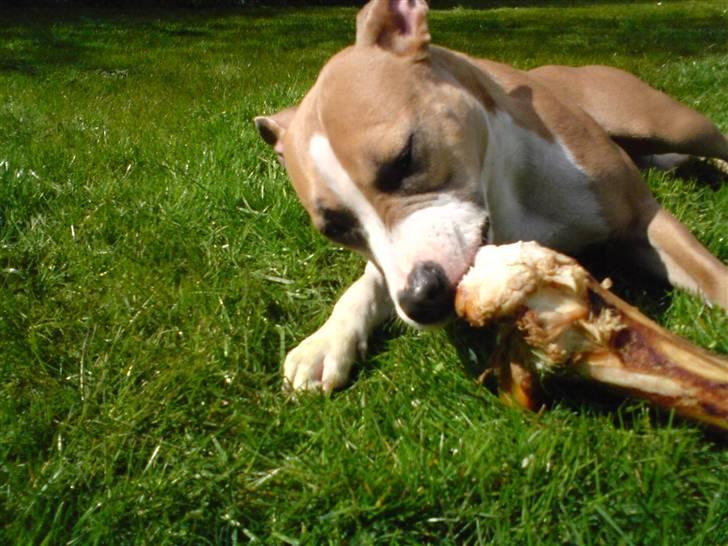 Amerikansk staffordshire terrier Keltie - Lækkert kødben billede 18