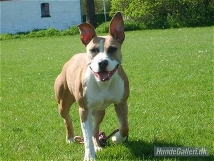 Amerikansk staffordshire terrier Keltie billede 19