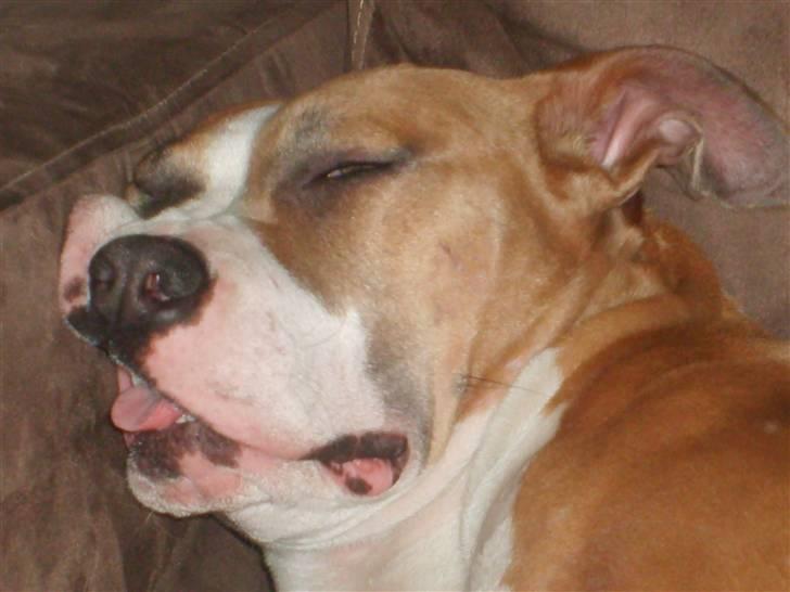 Amerikansk staffordshire terrier Keltie billede 20