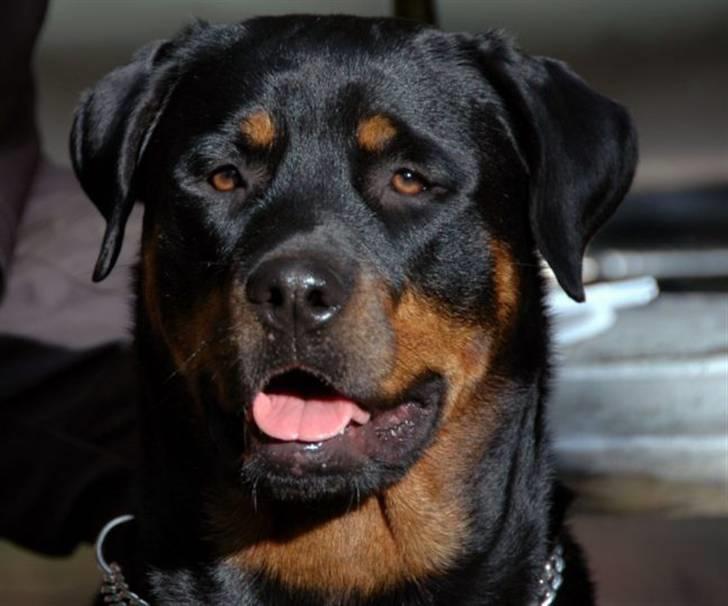 Rottweiler Sostack´s Frida - Klar parat... billede 1