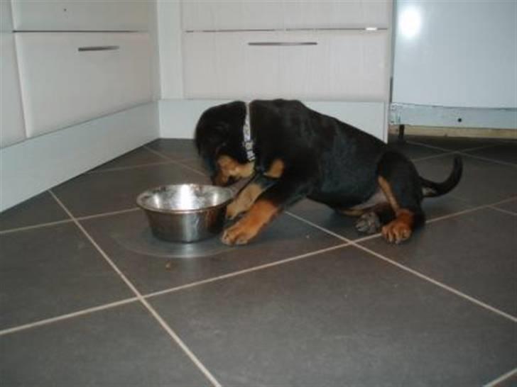 Rottweiler Sostack´s Frida - Er der mere mad..?? billede 2