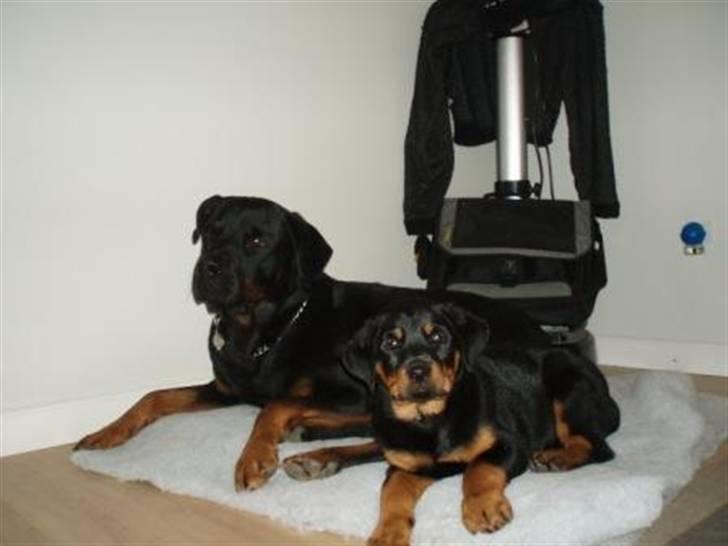Rottweiler Sostack´s Frida - Frida og Bedste Max billede 3