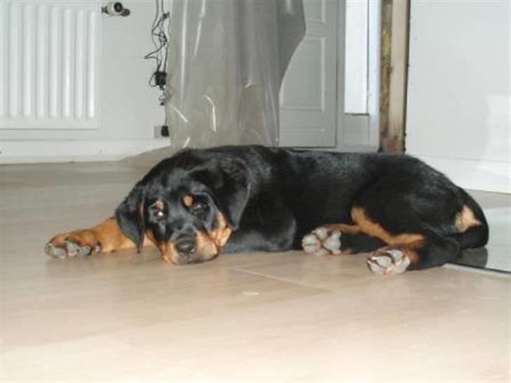 Rottweiler Sostack´s Frida - Ro tak.. billede 4
