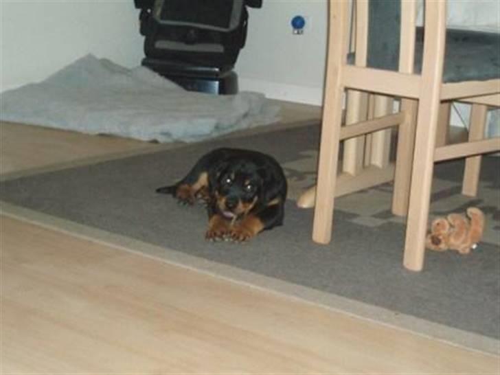 Rottweiler Sostack´s Frida - Ahh, Kødben billede 5