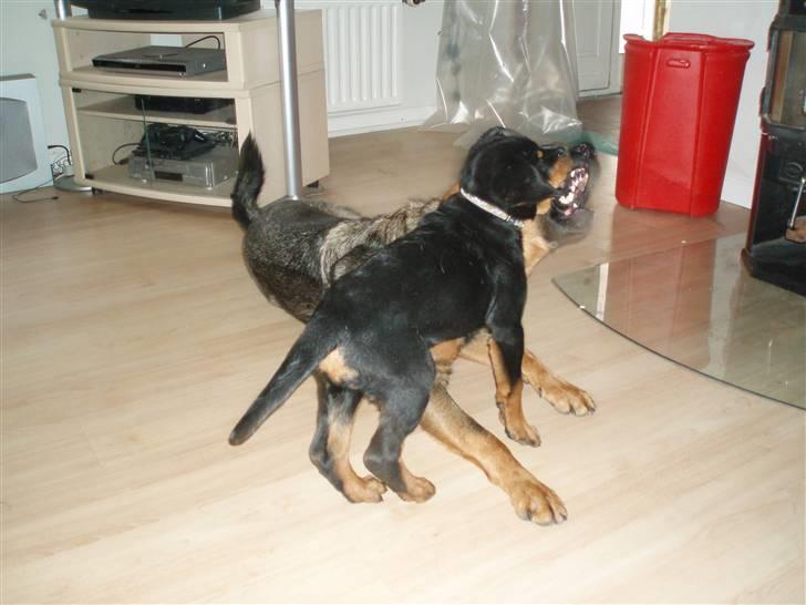 Rottweiler Sostack´s Frida - Hey onkel Futte,  jeg har også tænder billede 6