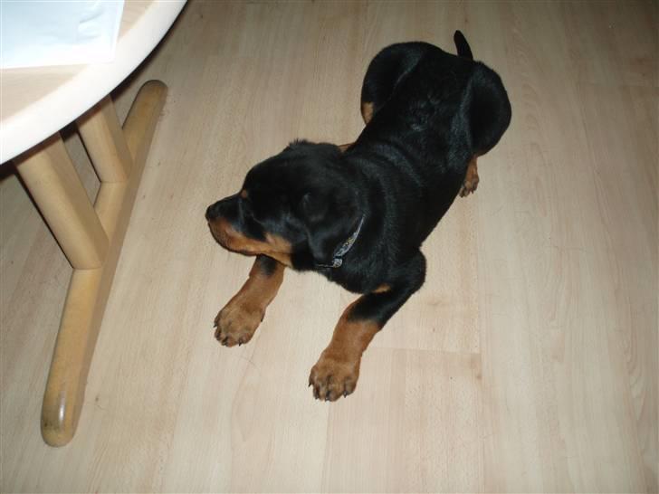 Rottweiler Sostack´s Frida billede 7