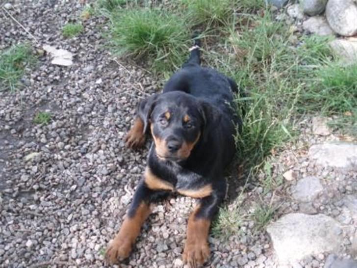 Rottweiler Sostack´s Frida billede 8