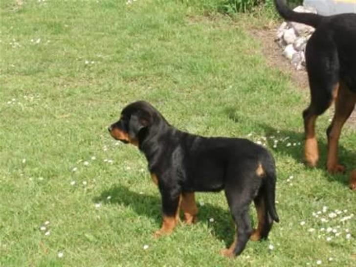 Rottweiler Sostack´s Frida billede 9