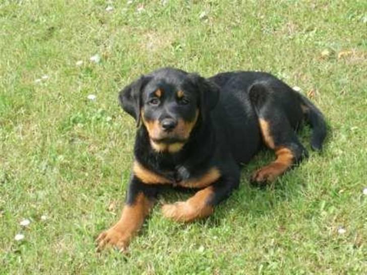 Rottweiler Sostack´s Frida billede 10