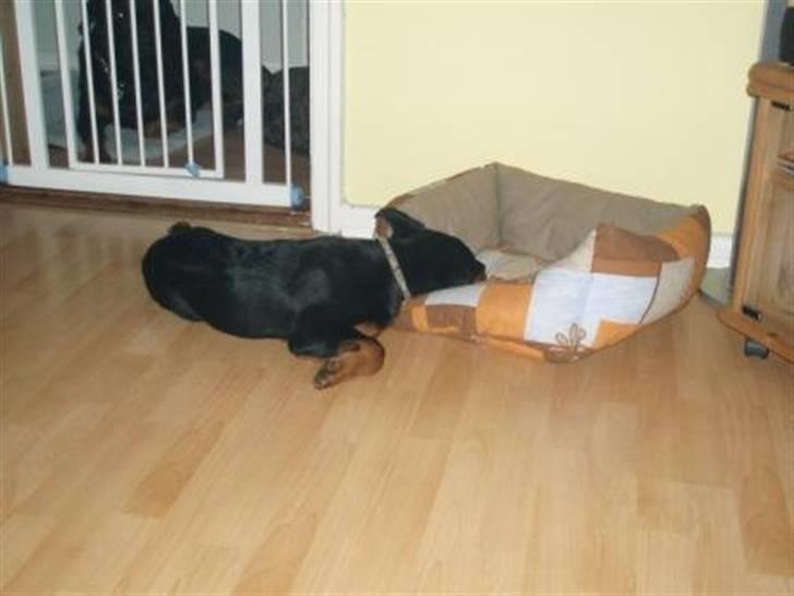 Rottweiler Sostack´s Frida - Bare hovedet ligger blødt.. billede 11